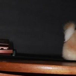 Meet your Posher, Llamas